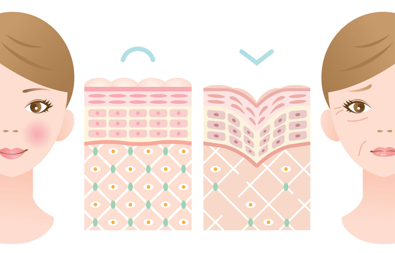 Kollagen und Hautelastizität