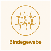 Bindegewebe