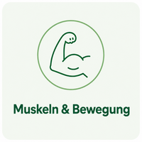 Muskeln & Bewegung